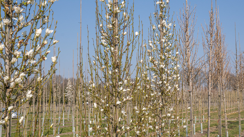 Magnolia kobus ISIS feathered
