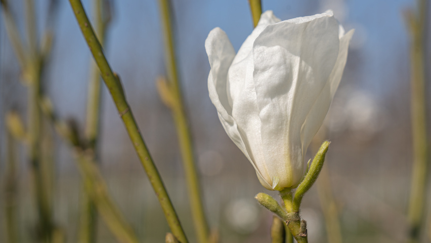 Magnolia kobus ISIS flowers