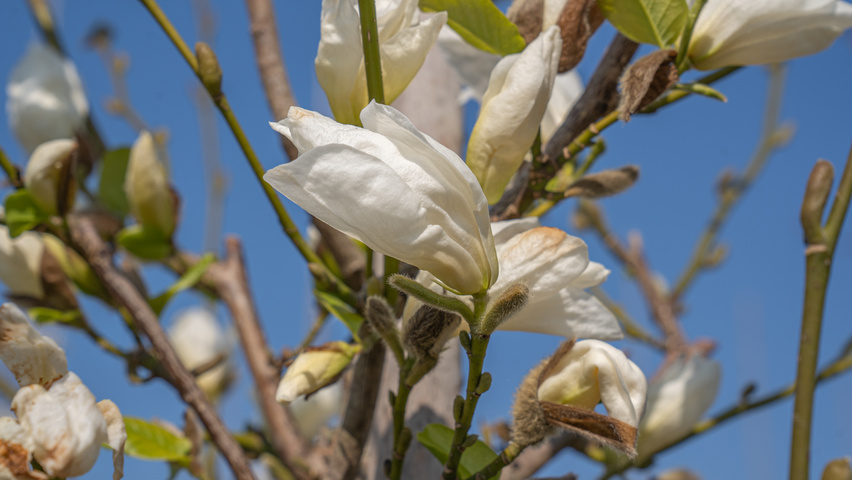 Magnolia kobus ISIS flowers