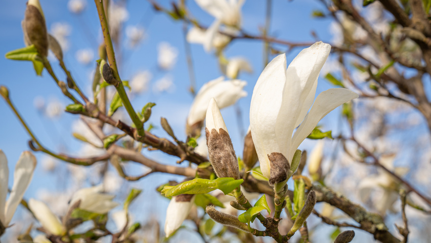 Magnolia kobus ISIS flowers