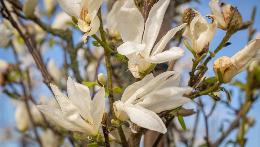 Magnolia kobus ISIS flowers