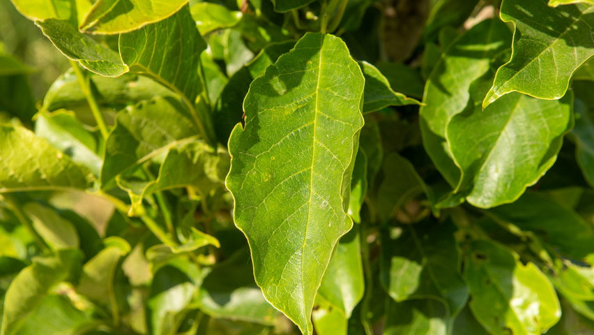 Magnolia kobus ISIS leaves