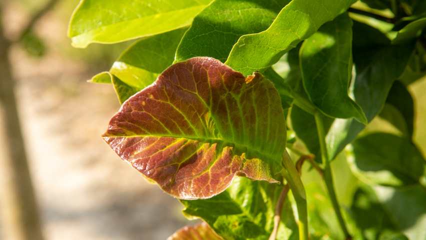 Magnolia kobus ISIS leaves