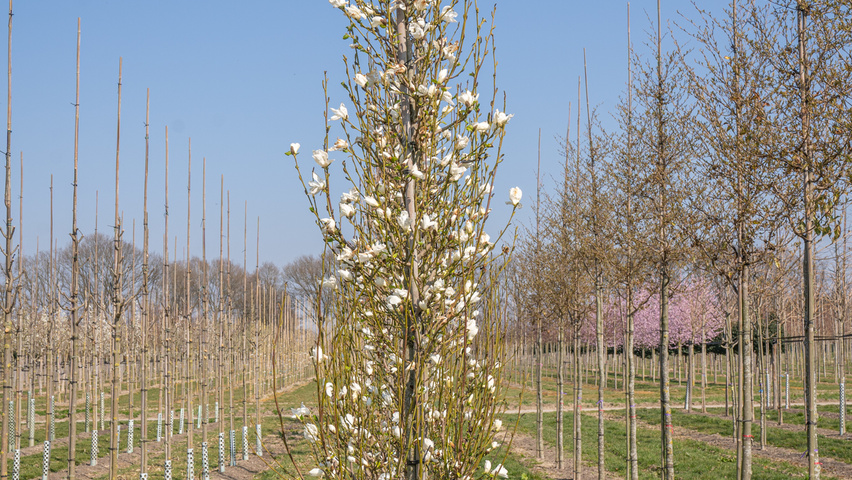 Magnolia kobus ISIS feathered