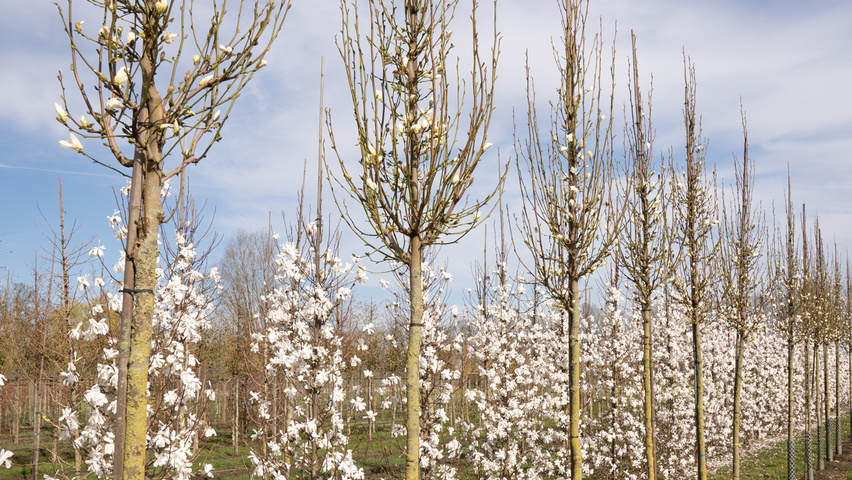 Magnolia kobus ISIS standard tree