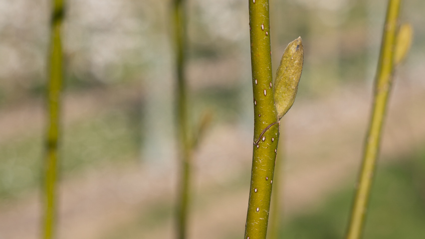 Magnolia kobus ISIS twigs