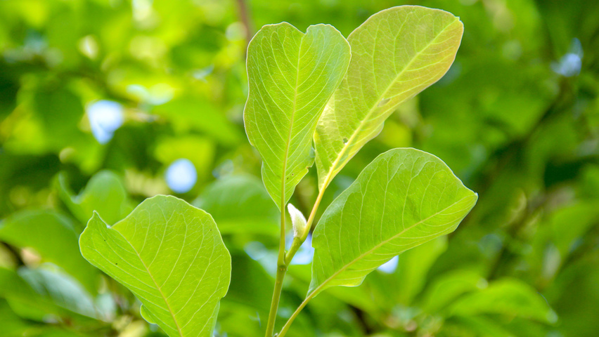 Magnolia kobus leaves