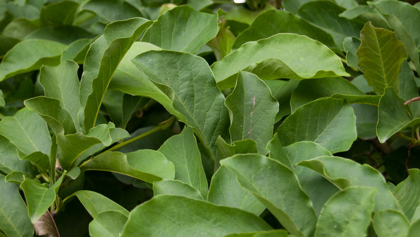 Magnolia kobus leaves