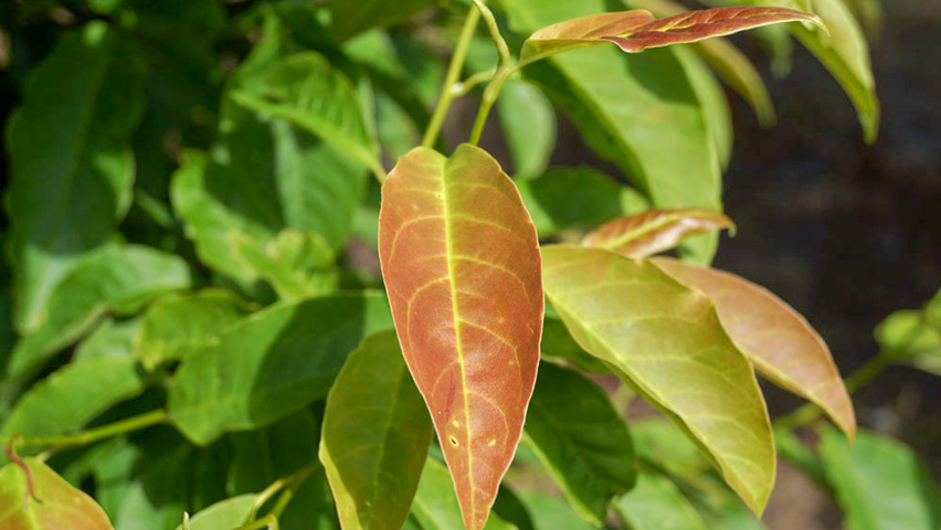 Magnolia kobus leaves