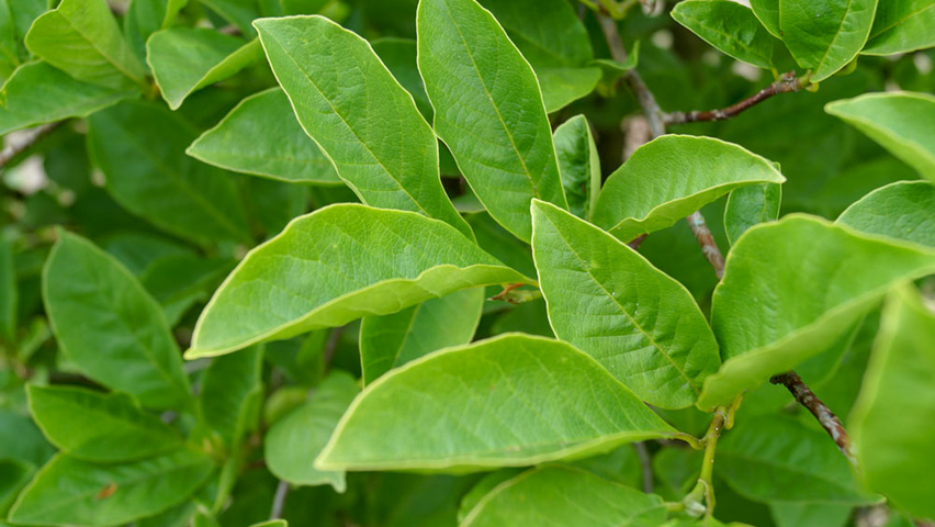 Magnolia kobus leaves