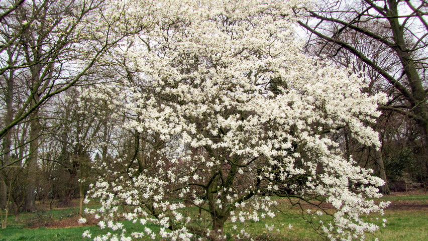 Magnolia kobus multi-stem