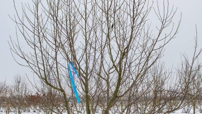 Magnolia kobus multi-stem