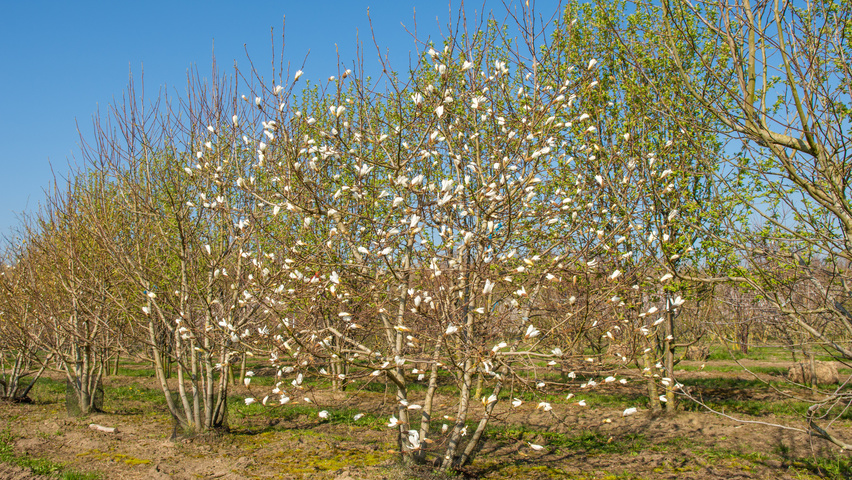 Magnolia kobus multi-stem