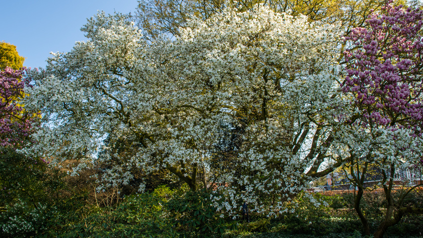 Magnolia kobus multi-stem
