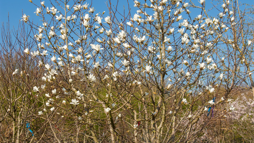 Magnolia kobus multi-stem umbrella