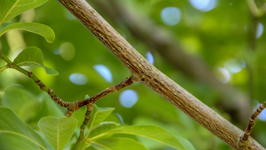 Magnolia kobus twigs