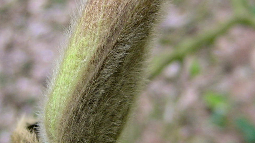 Magnolia kobus var. borealis flowers