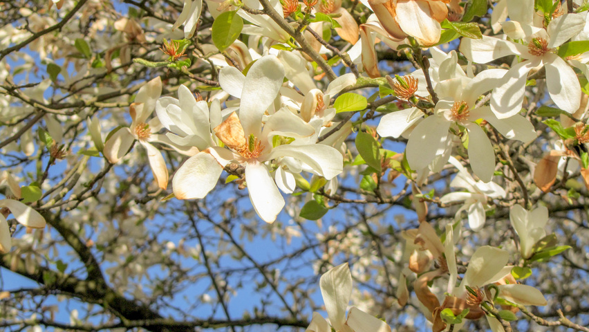 Magnolia kobus var. borealis flowers