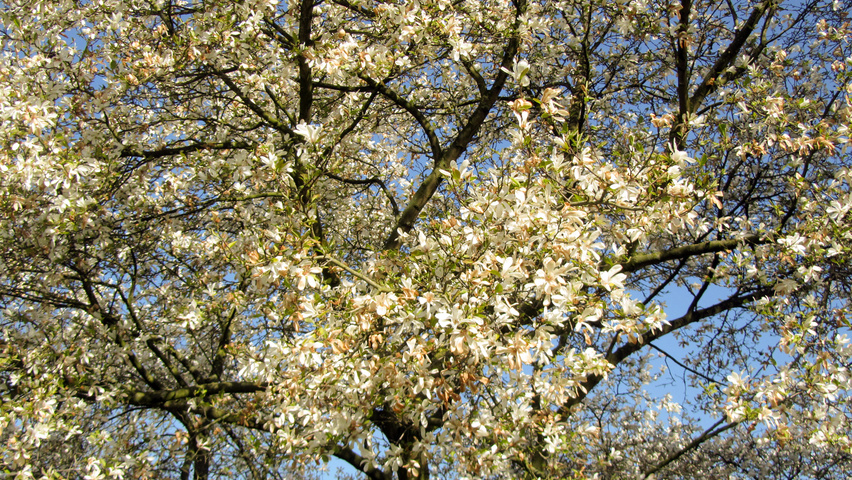 Magnolia kobus var. borealis flowers