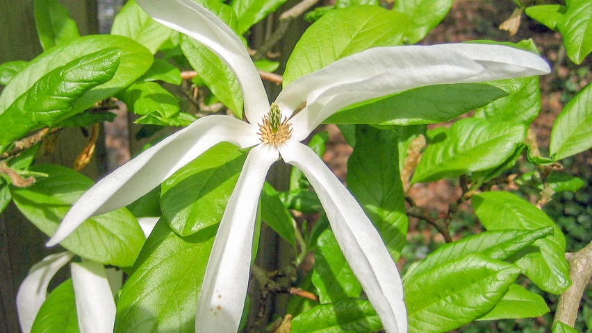 Magnolia kobus var. borealis flowers