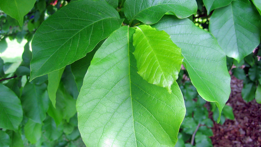 Magnolia kobus var. borealis leaves