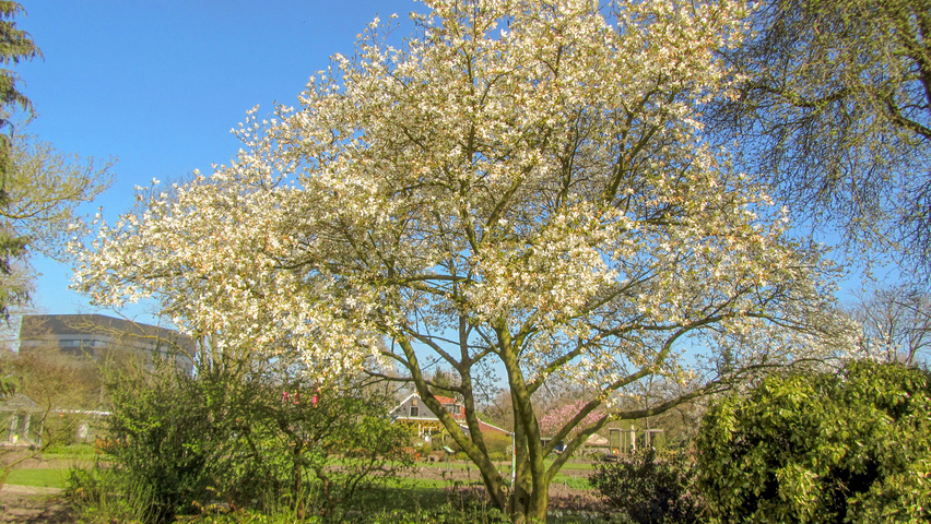 Magnolia kobus var. borealis multi-stem
