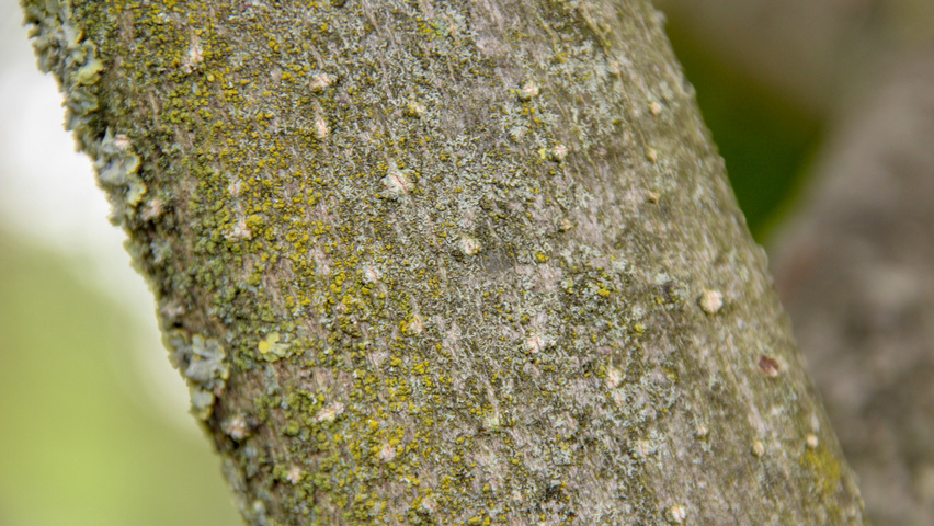 Magnolia liliiflora 'Nigra' tronc