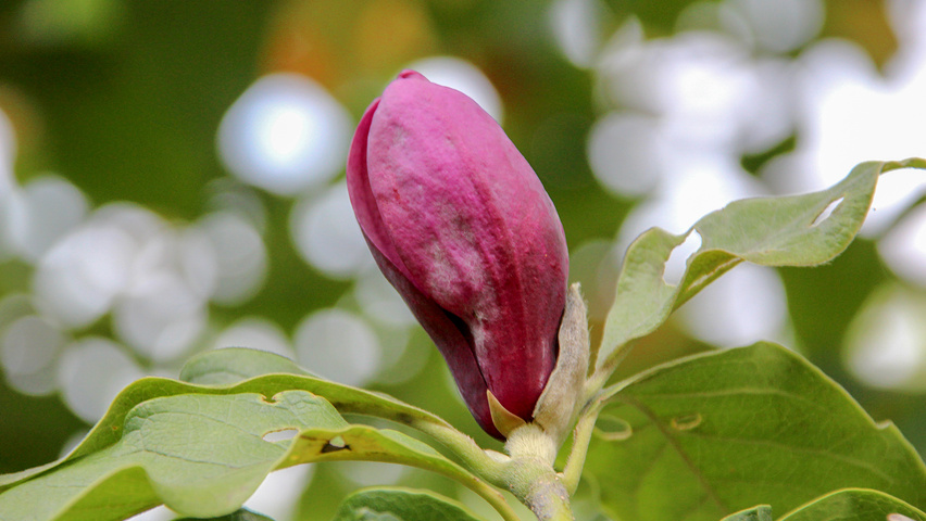 Magnolia liliiflora 'Nigra' fleurs