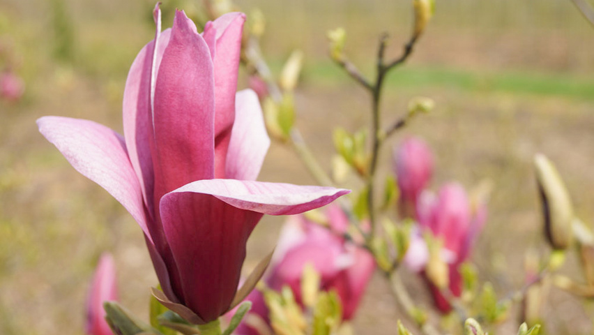 Magnolia liliiflora 'Nigra' fleurs
