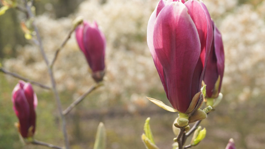 Magnolia liliiflora 'Nigra' fleurs