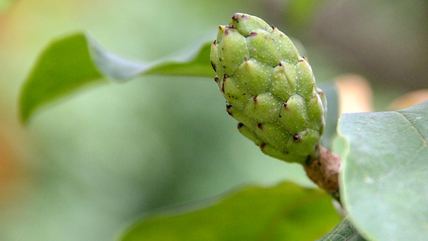 Magnolia liliiflora 'Nigra' fruits