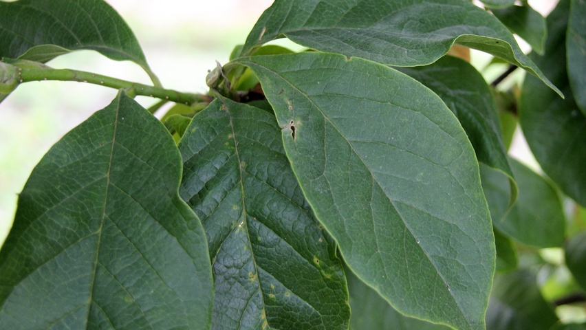 Magnolia liliiflora 'Nigra' Feuilles