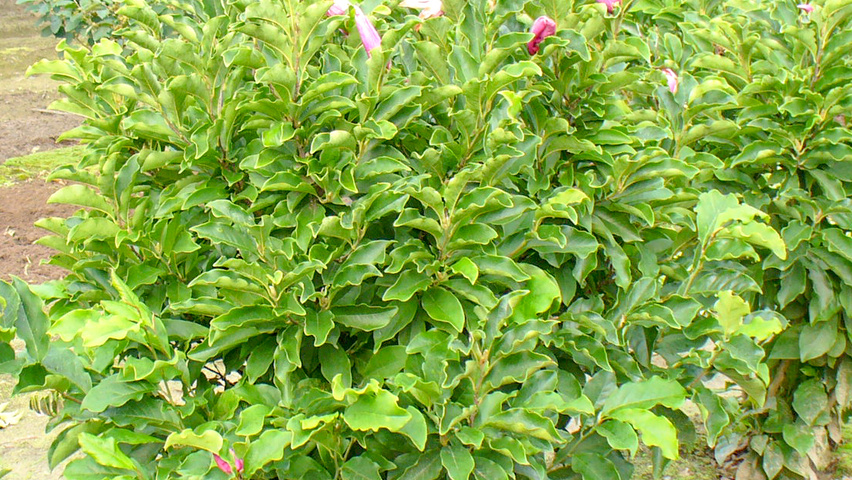 Magnolia liliiflora 'Nigra' arbustes solitaires