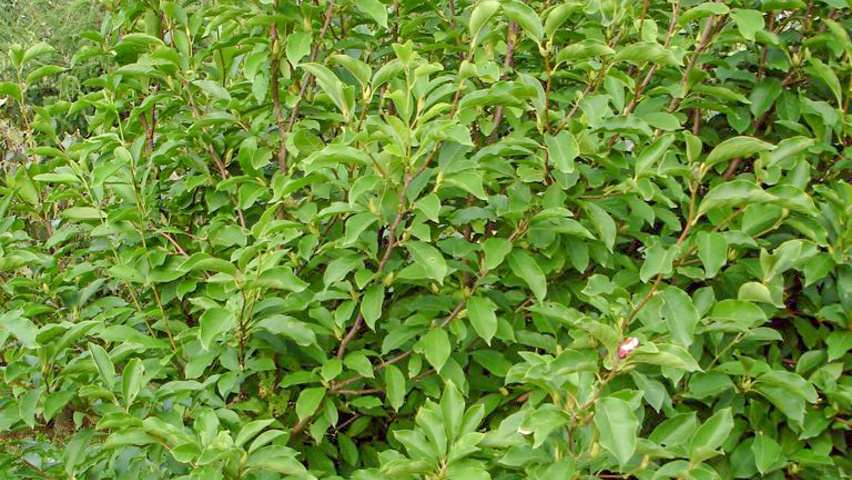 Magnolia liliiflora 'Nigra' arbustes solitaires