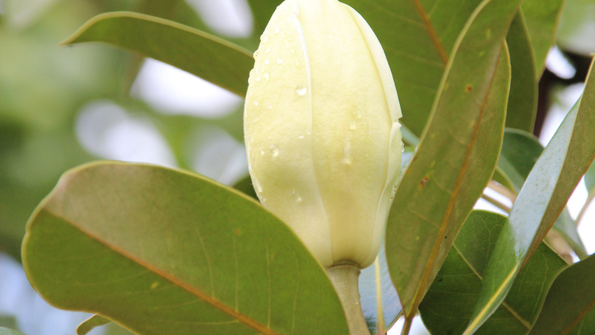 Magnolia 'Maryland' flowers