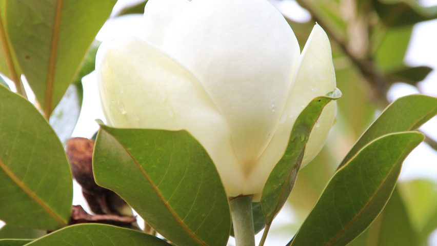 Magnolia 'Maryland' flowers