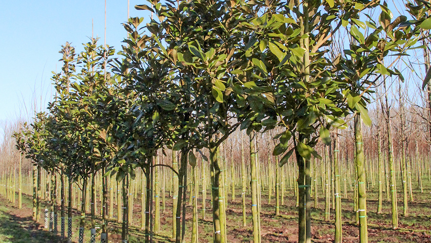 Magnolia 'Maryland' standard tree