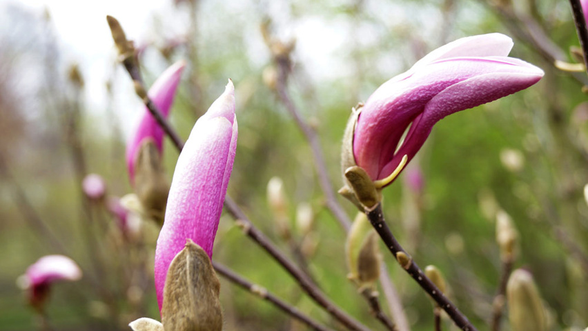 Magnolia 'Red Lucky' bloem