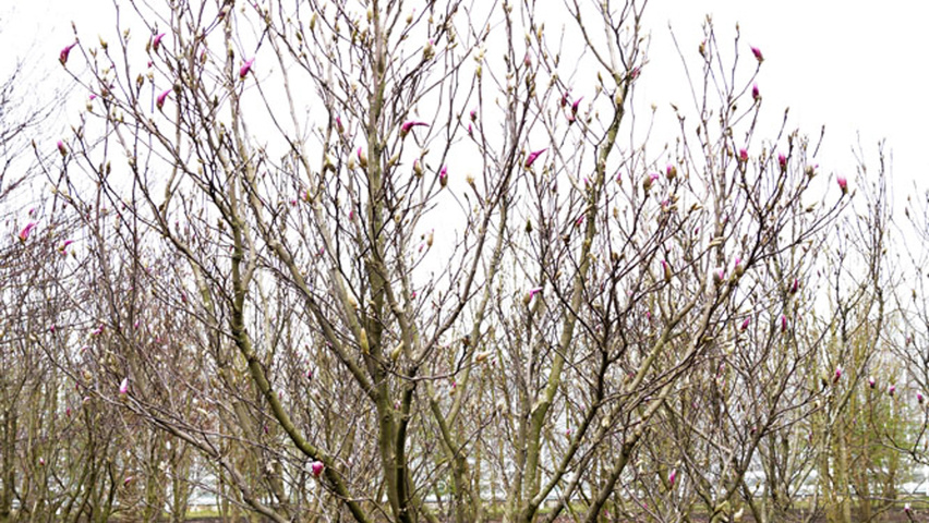 Magnolia 'Red Lucky' solitair heesters