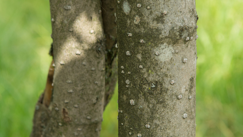 Magnolia sieboldii bark
