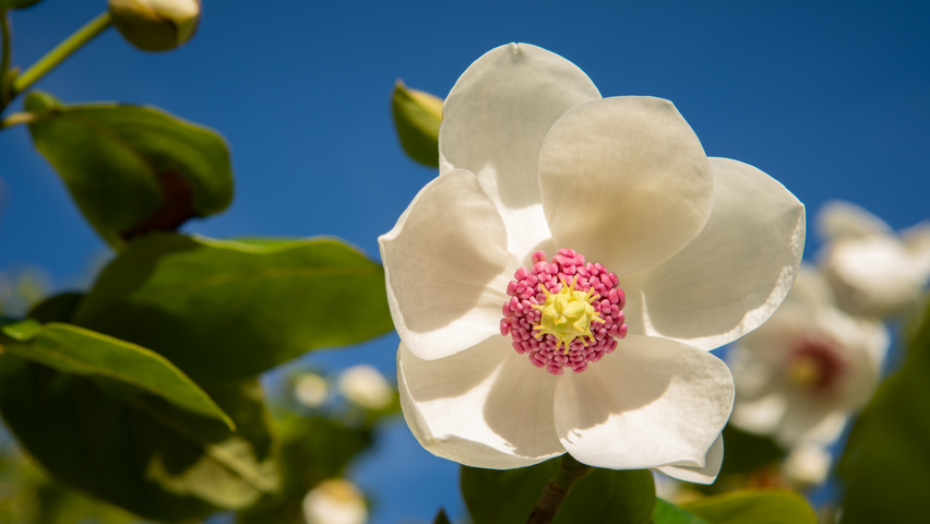 Magnolia sieboldii flowers