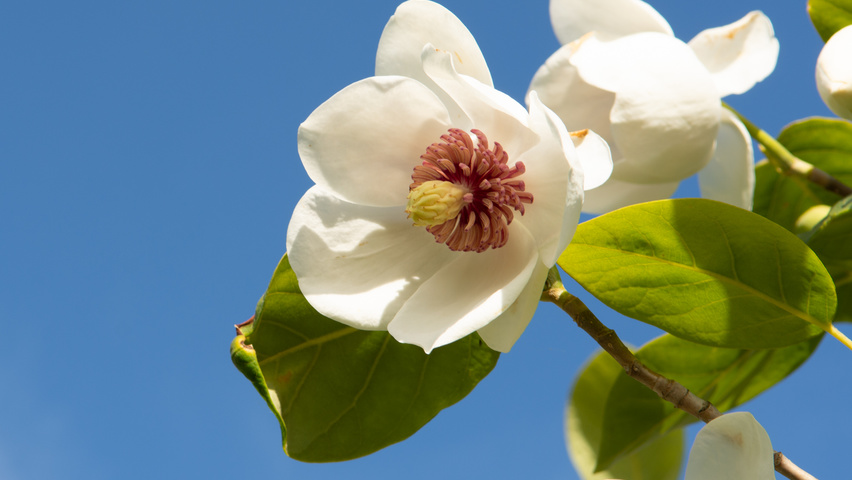 Magnolia sieboldii flowers