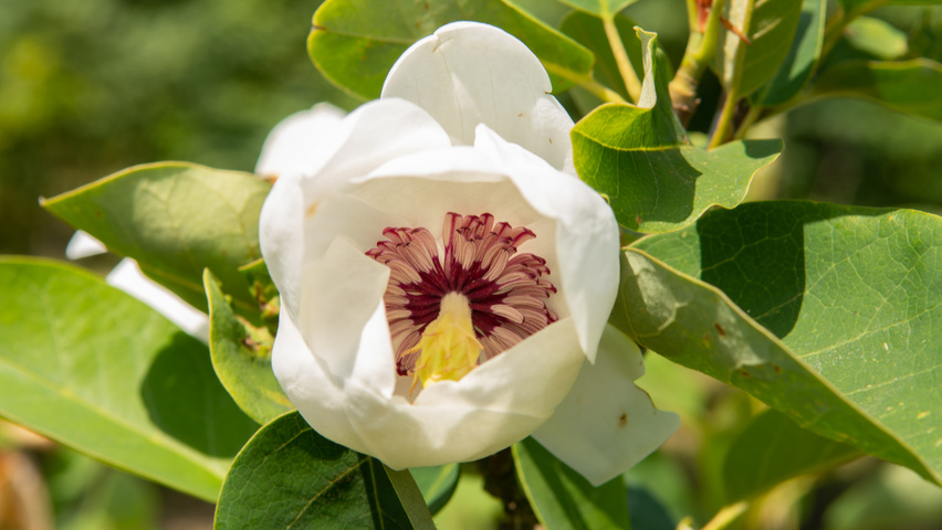 Magnolia sieboldii flowers