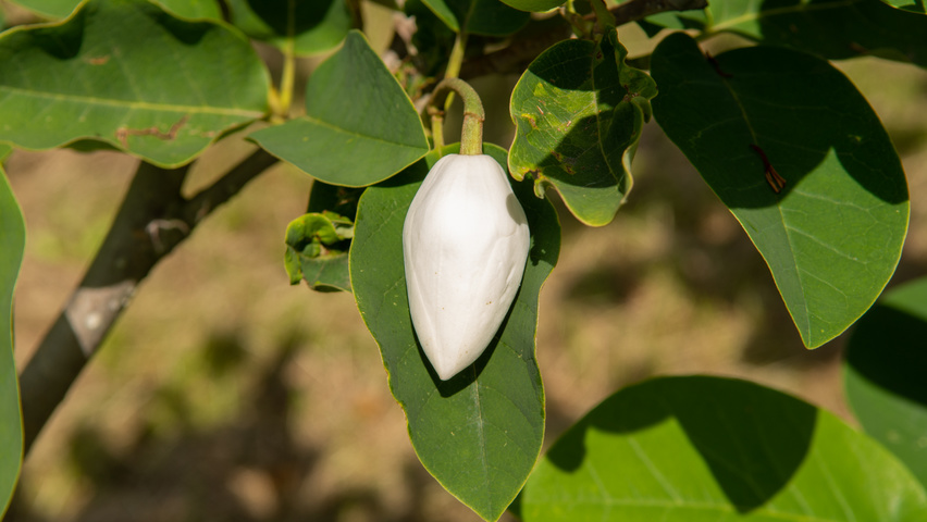 Magnolia sieboldii flowers