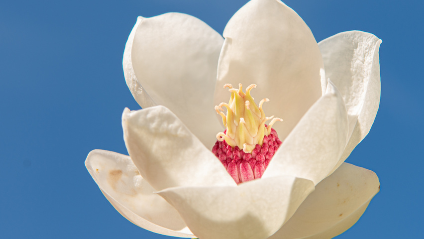 Magnolia sieboldii flowers