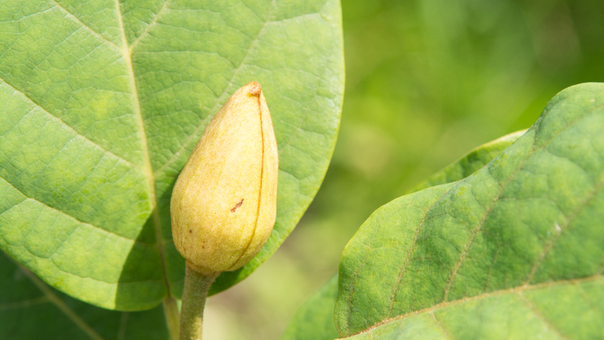 Magnolia sieboldii flowers