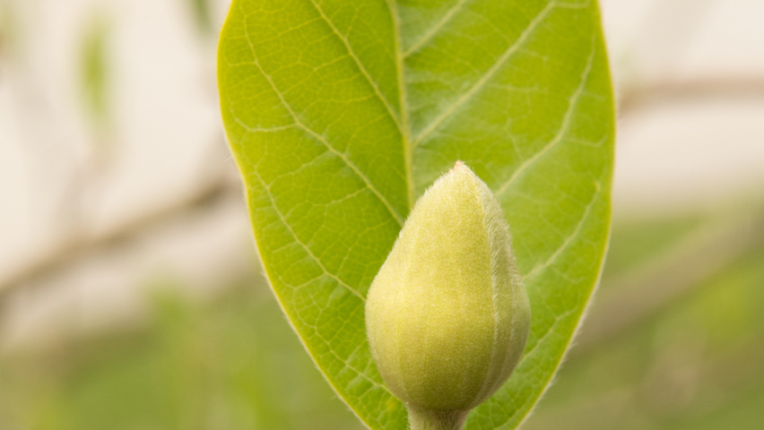 Magnolia sieboldii flowers