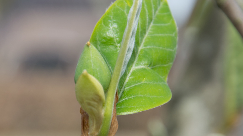 Magnolia sieboldii flowers