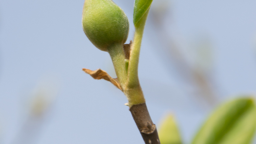 Magnolia sieboldii flowers