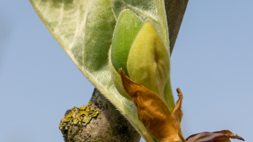 Magnolia sieboldii flowers